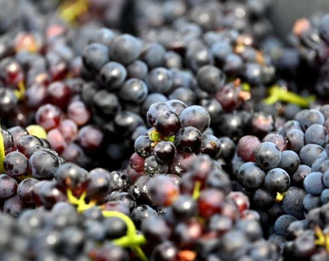 Grapes