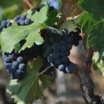 Mourvedre