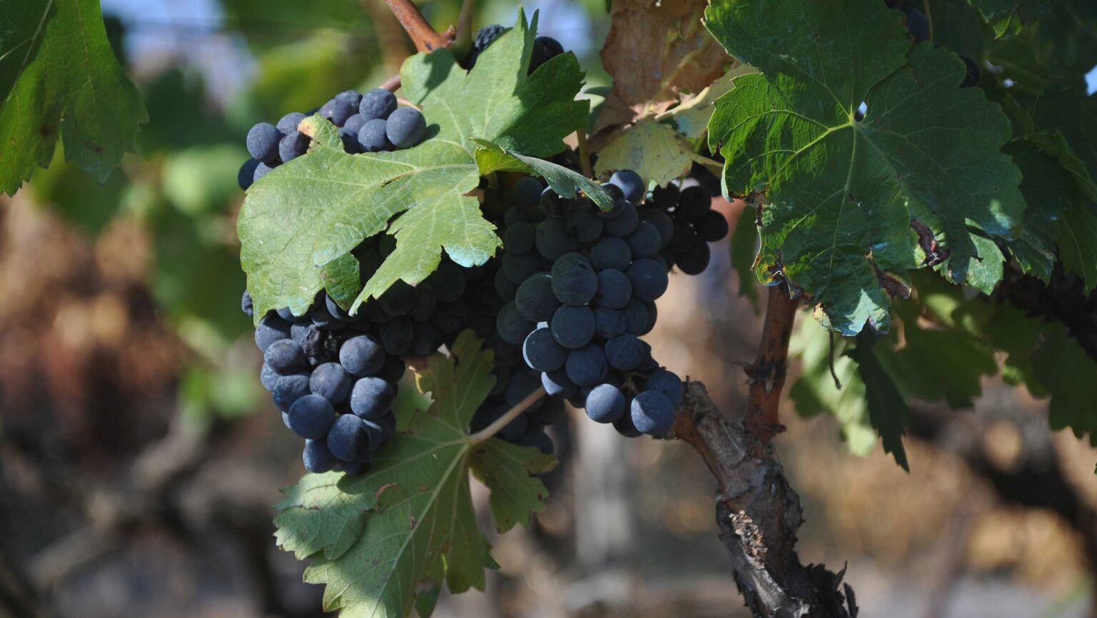 Mourvedre